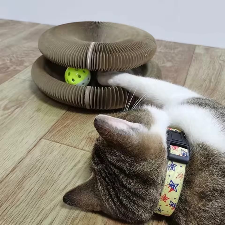 Cat kurlz